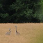 Nandus: Kinder auf der Wiese