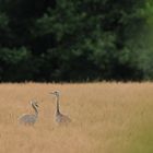 Nandus: Kinder auf der Wiese