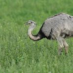 Nandus: Schwupp – weg ist das Blättchen