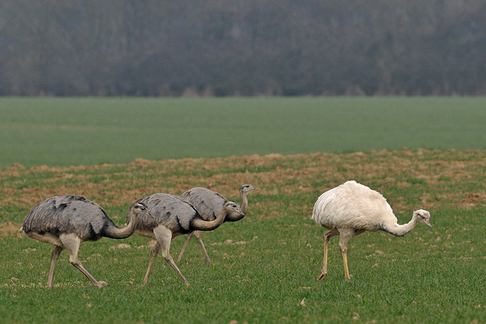 Nandus: Seit 01.04.20 eine jagdbare Art 04