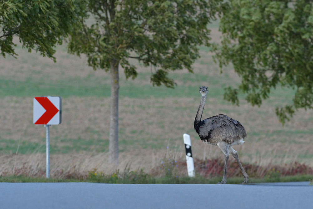 Nandus: Seit 01.04.20 eine jagdbare Art 08