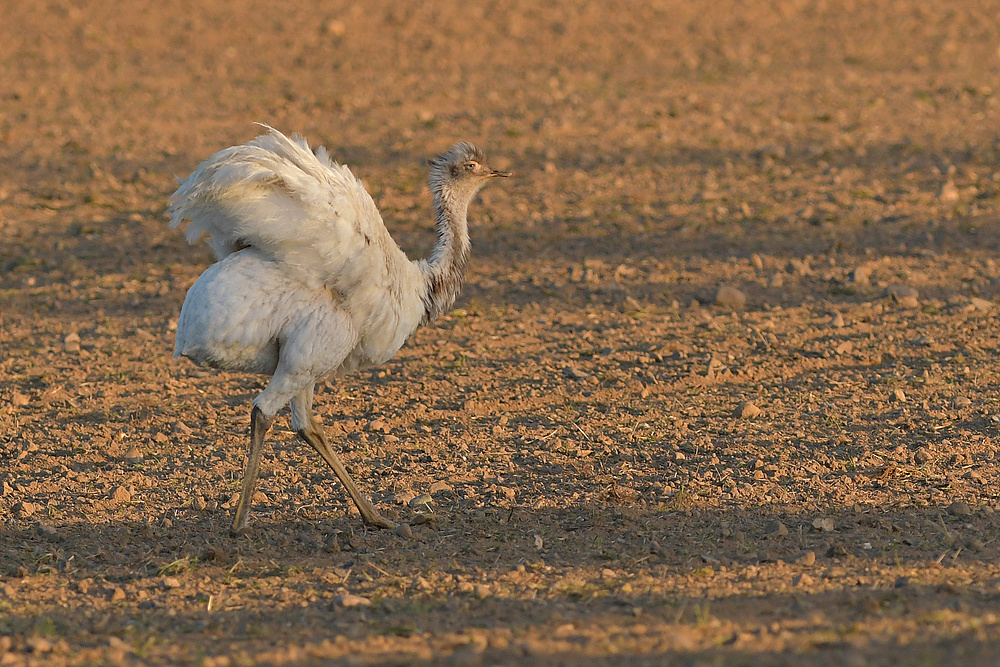 Nandus: Seit 01.04.20 eine jagdbare Art 10