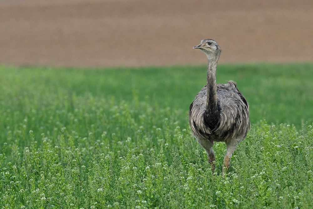 Nandus: Seit 01.04.20 eine jagdbare Art 12