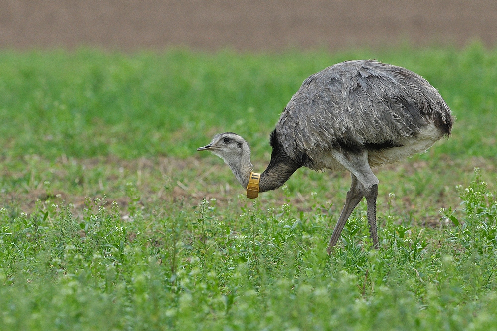 Nandus: Seit 01.04.20 eine jagdbare Art 13