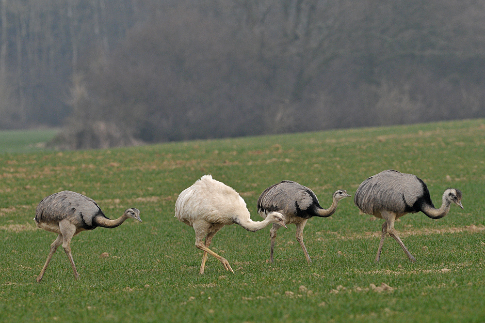 Nandus: Seit 01.04.20 eine jagdbare Art 19