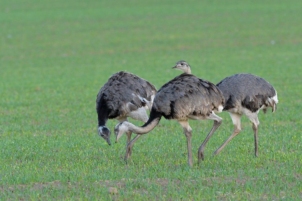 Nandus: Seit 01.04.20 eine jagdbare Art 21