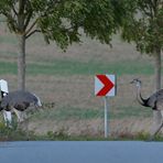 Nandus: Seit 01.04.20 eine jagdbare Art 22