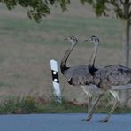 Nandus: Seit 01.04.20 eine jagdbare Art 24