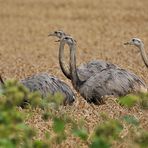 Nandus: Und jetzt schon vier im Weizenfeld