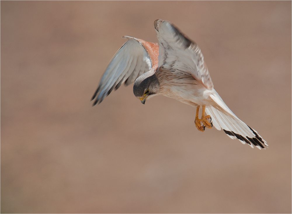 Nankeen kestrel