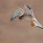 Nankeen kestrel