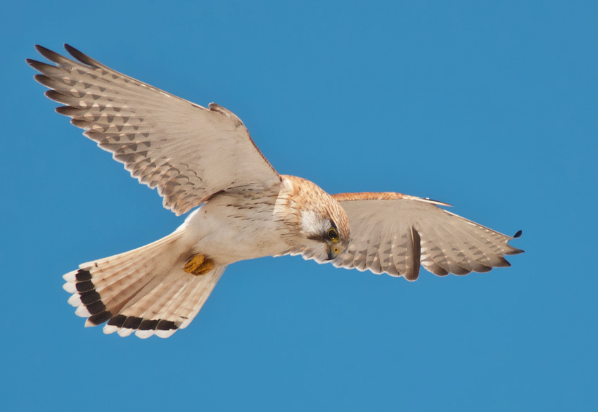 Nankeen Kestrel .........