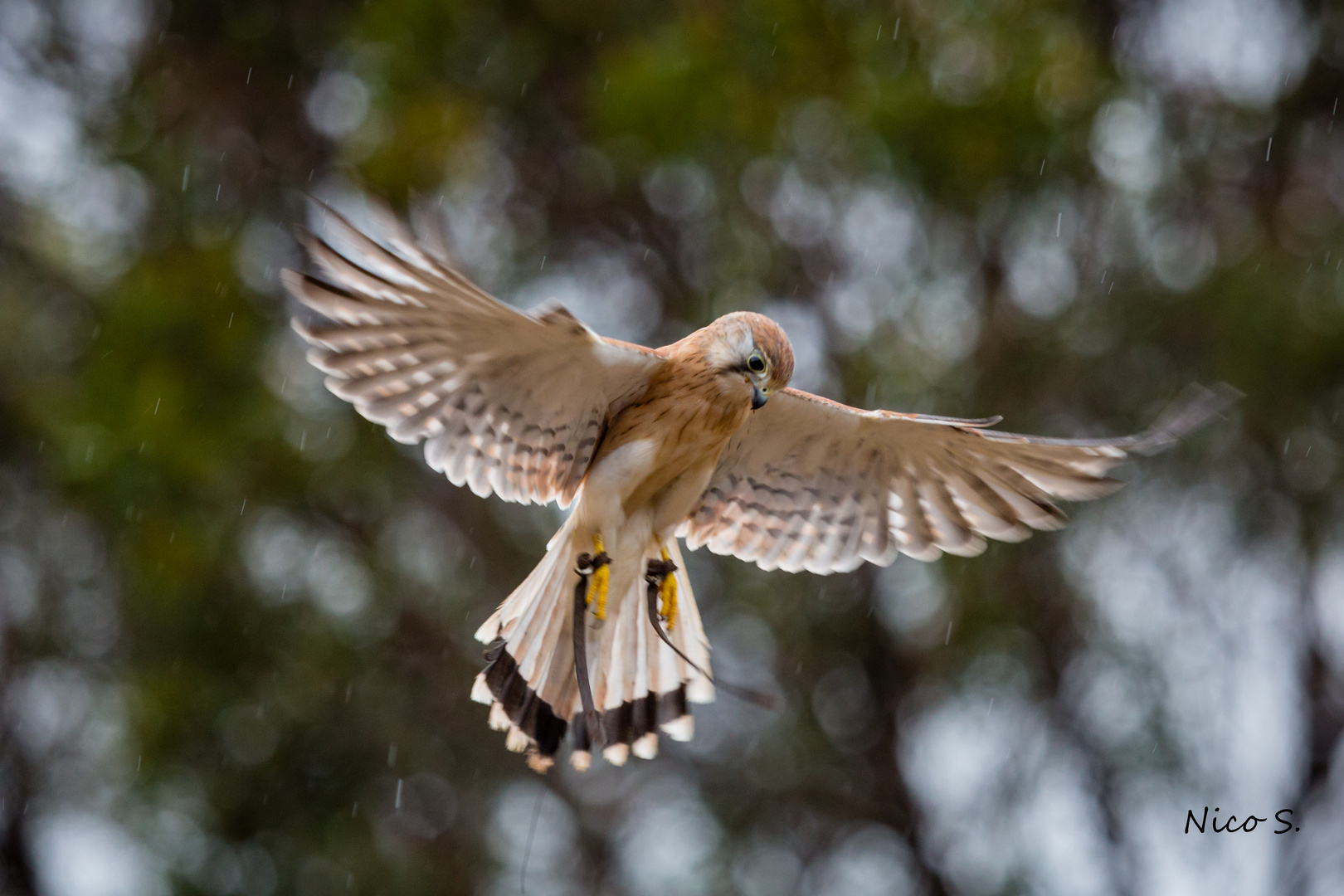 nankeen kestrel