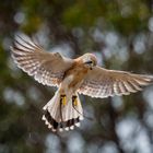 nankeen kestrel