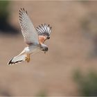 Nankeen Kestrel