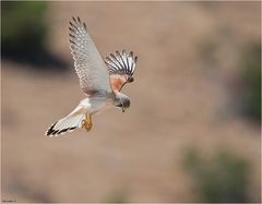 Nankeen Kestrel