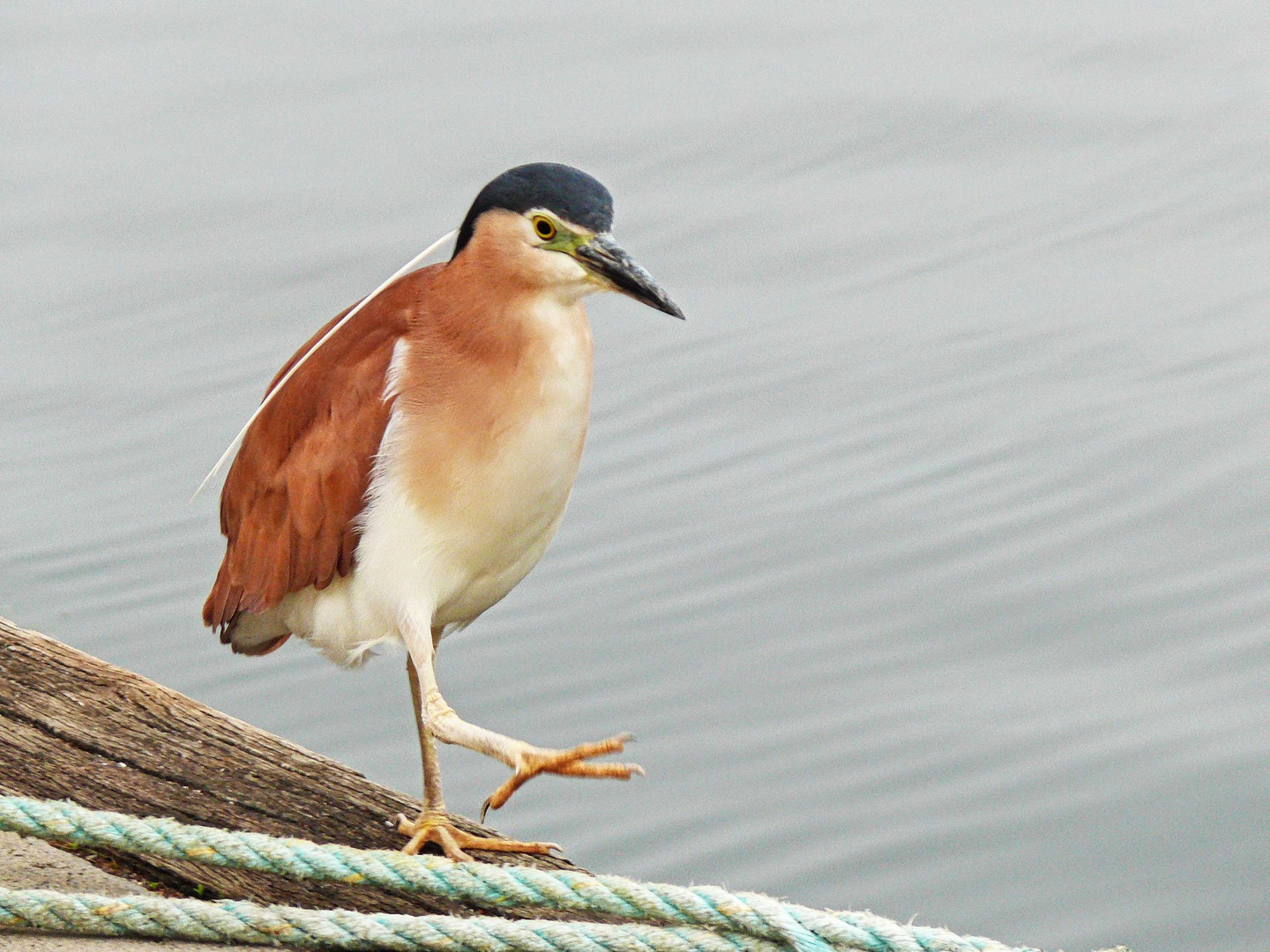 Nankeen Night Heron