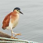 Nankeen Night Heron