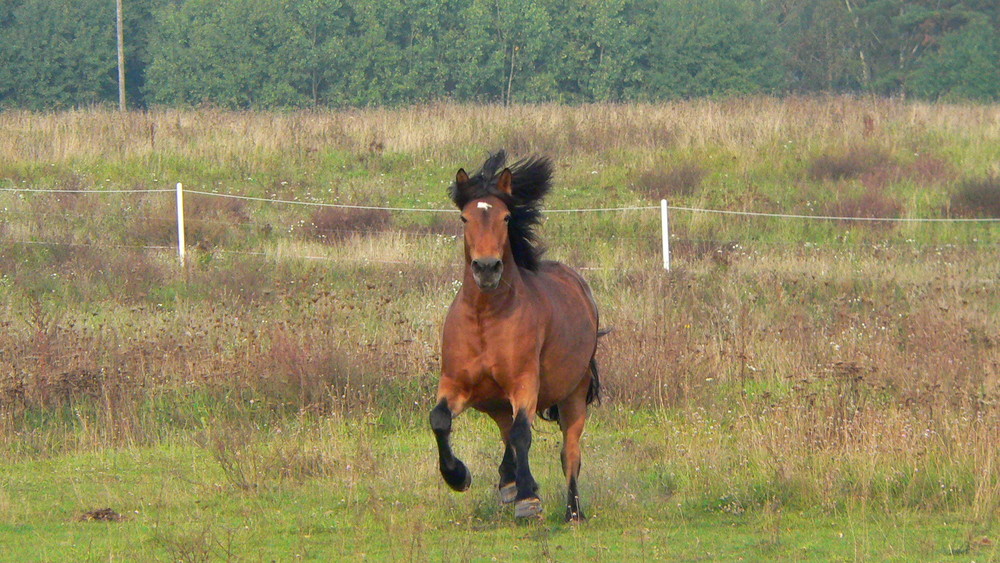 Nanni im wilden Galopp