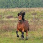 Nanni im wilden Galopp