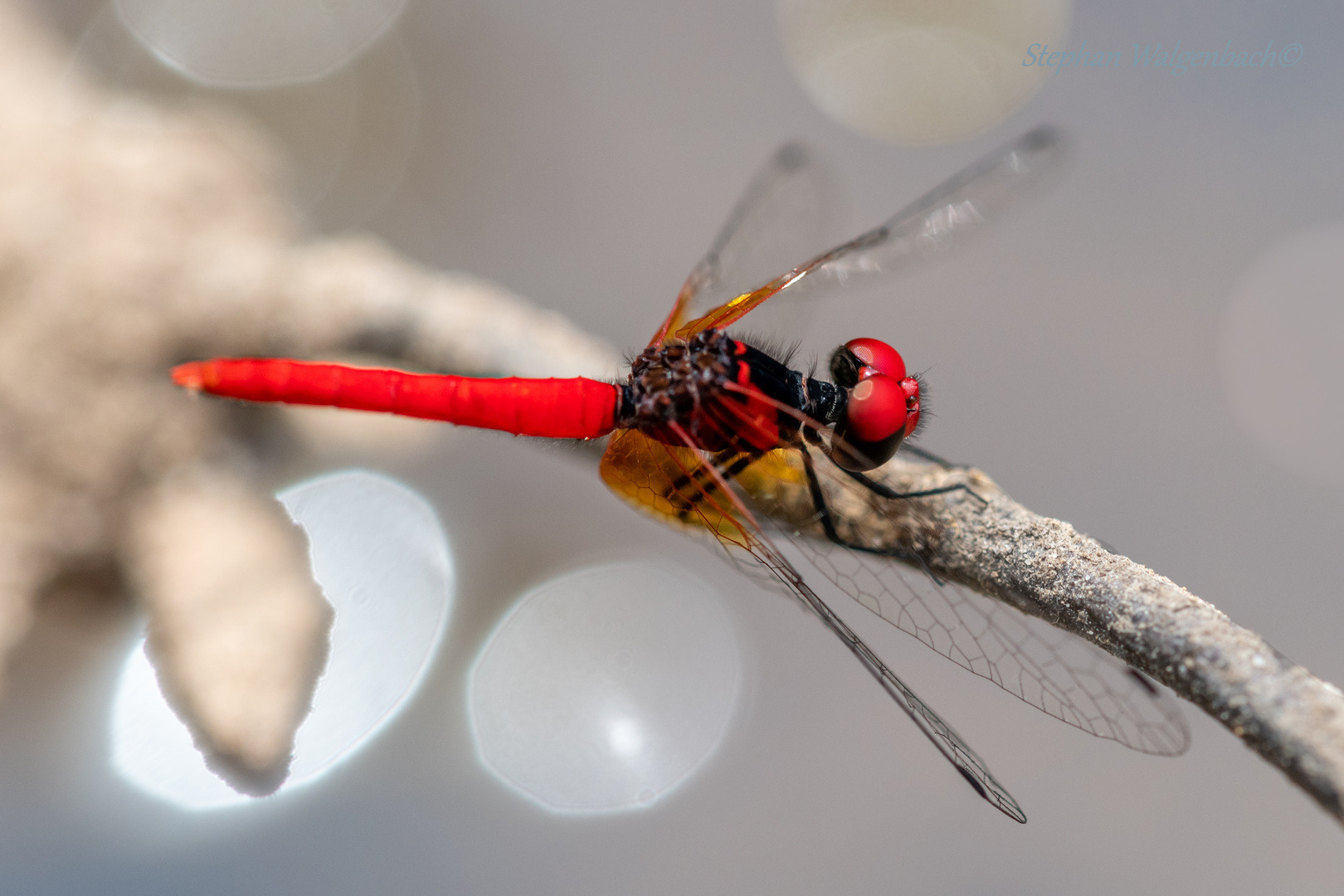 Nannophya pygmaea Männchen