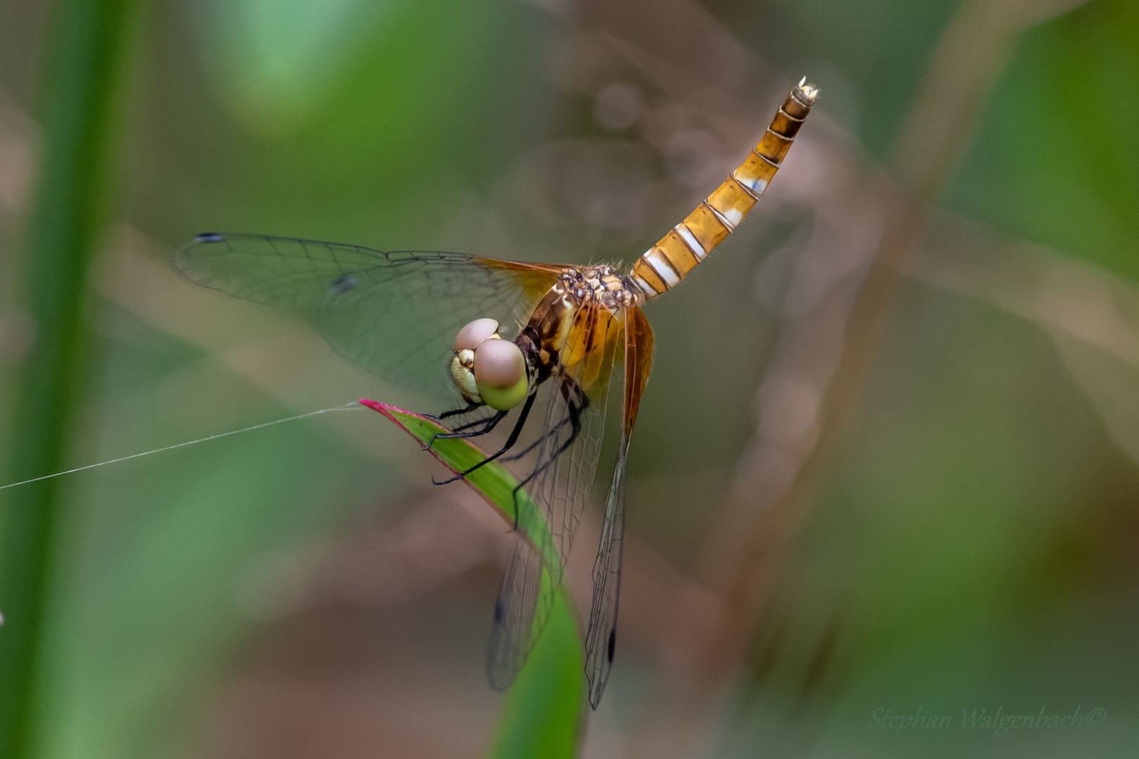 Nannophya pygmaea Weibchen