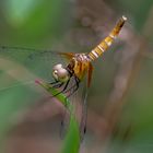 Nannophya pygmaea Weibchen