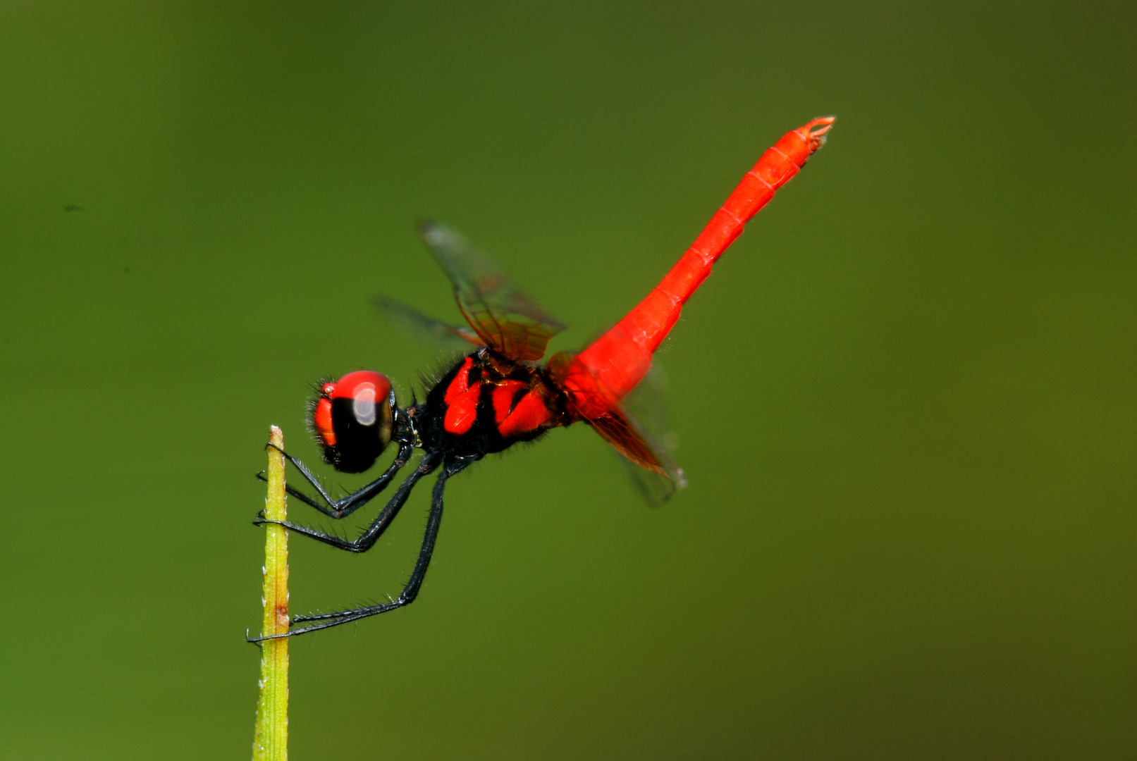 Nannophya pygmea, m