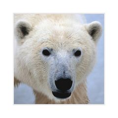 [ Nanook – The White Bear of the North ]