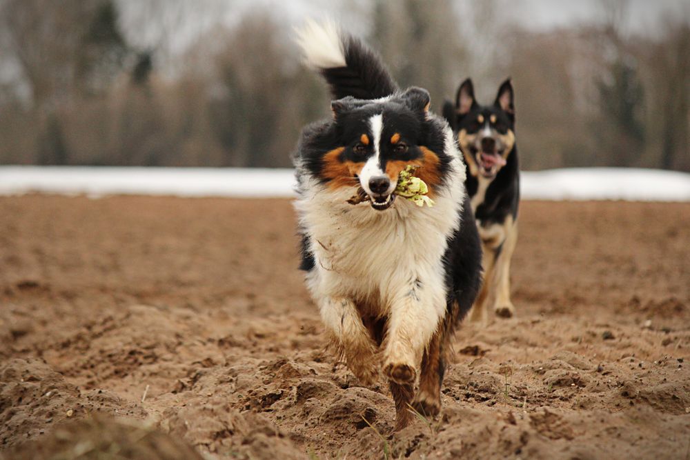 Nanook und Geri