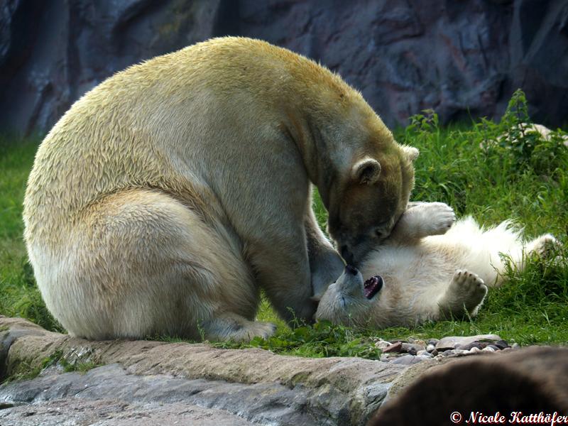 Nanook und Lara