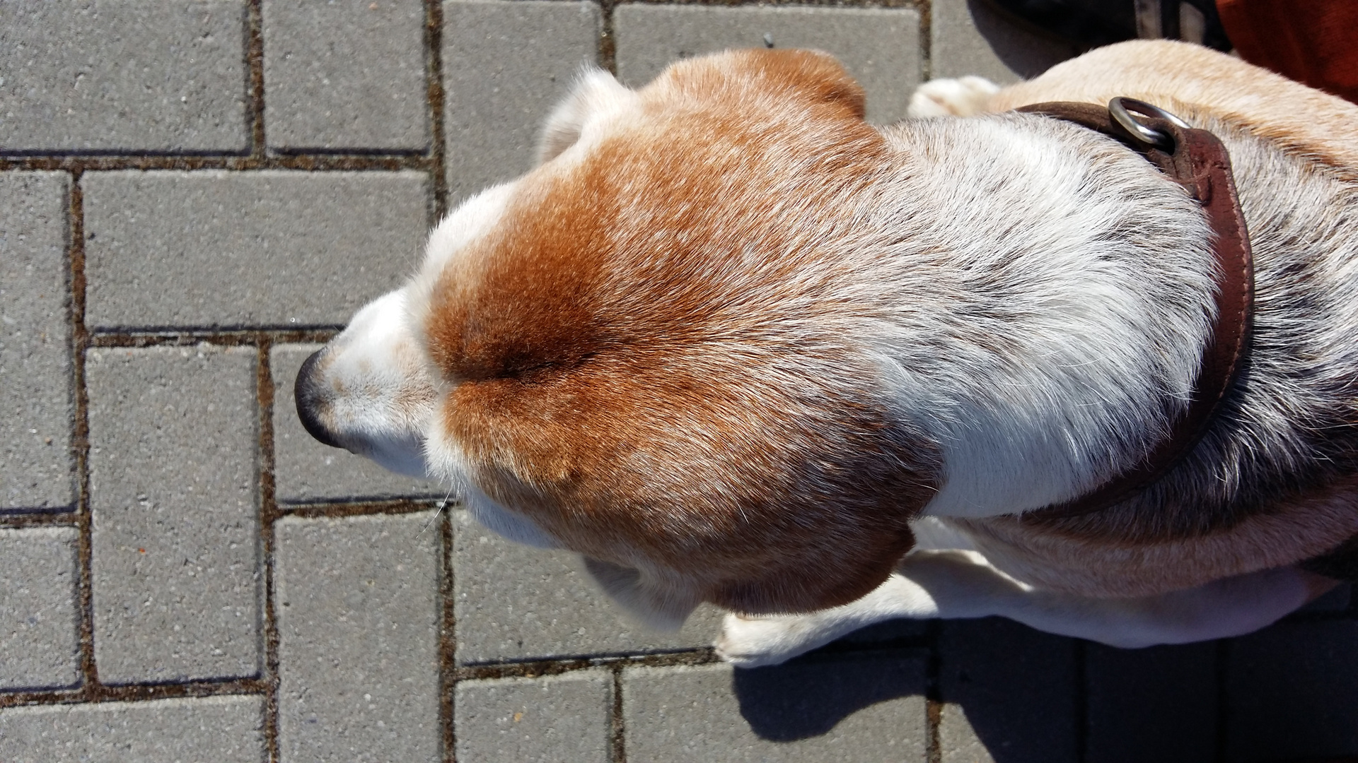 Nanshe, unser Beagle kurz vor der Regenbogenbrücke !