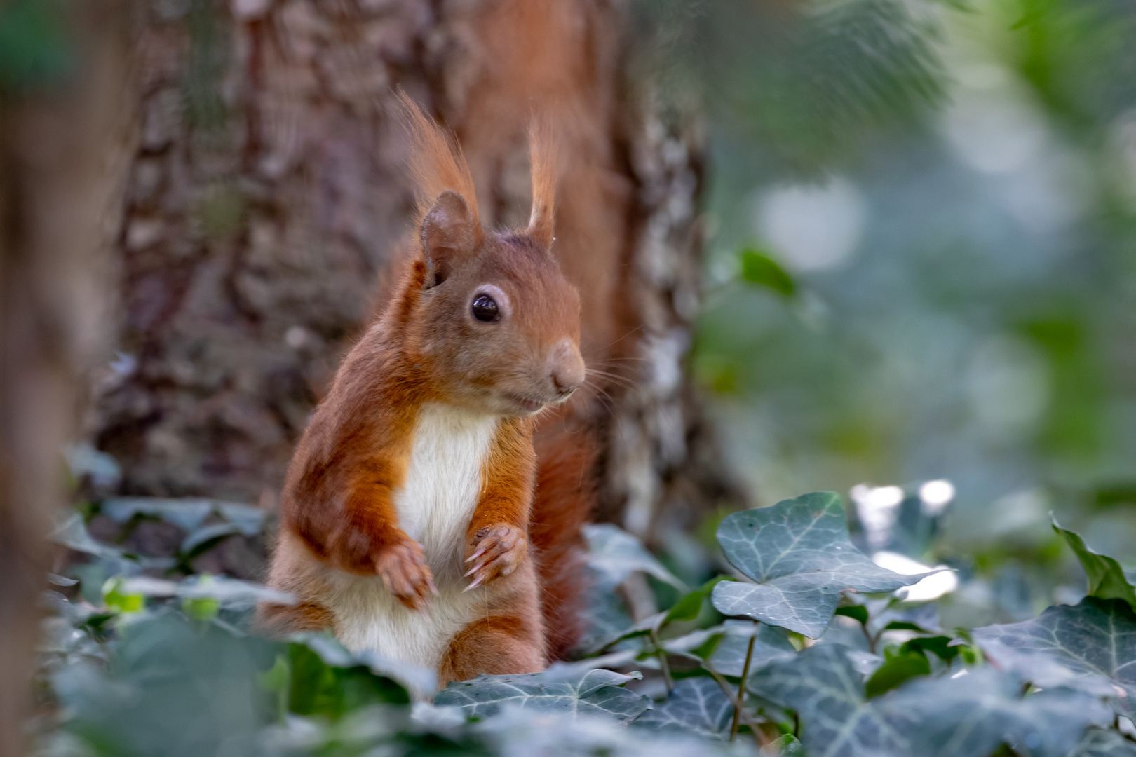 Nanu? Foto & Bild tiere, wildlife, säugetiere Bilder auf