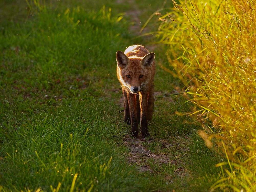 nanu. Foto & Bild natur, tiere, wildlife Bilder auf