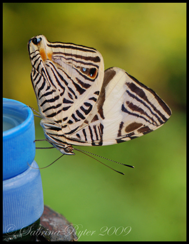 Nanu, ein Zebra?