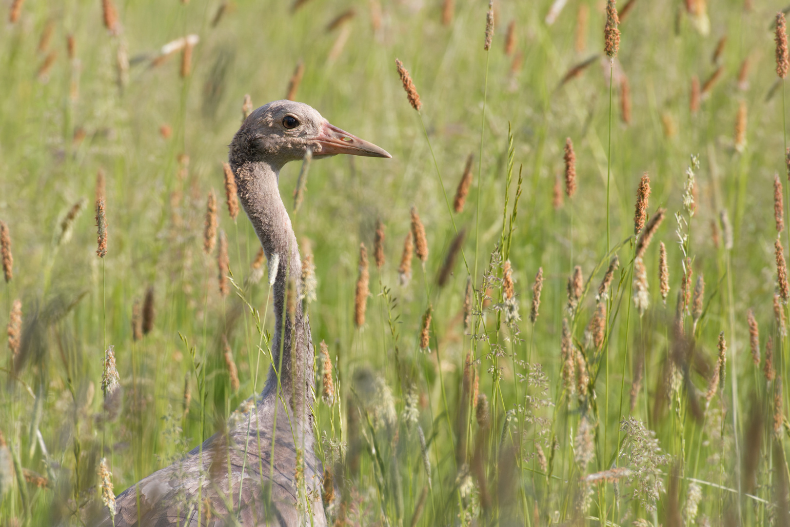 Nanu.... Junger Kranich ( Grus grus)