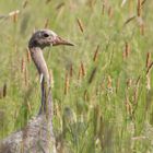 Nanu.... Junger Kranich ( Grus grus)