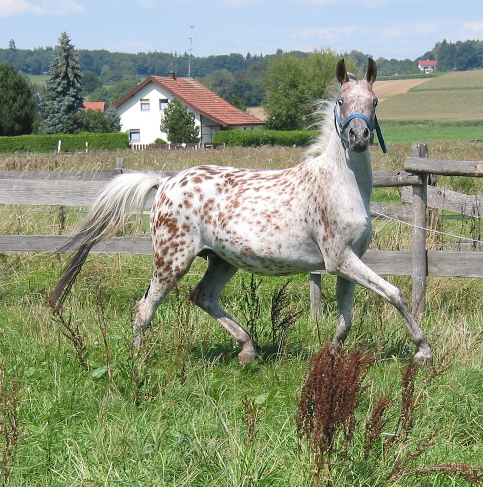 Nanu vom Vilstal - 2008