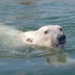 Nanu wer ist den das der Knut?