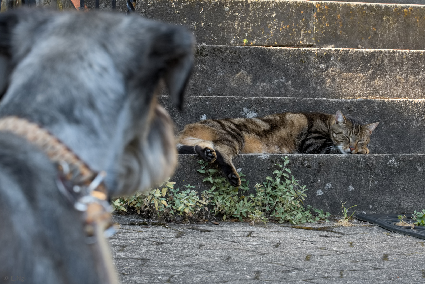 Nanu, wer liegt denn da auf meiner Treppe ?