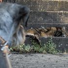 Nanu, wer liegt denn da auf meiner Treppe ?