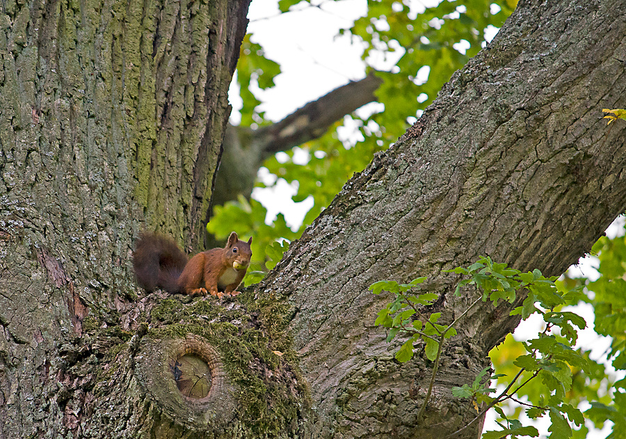 Nanu, wer sitzt denn da im Baum :D