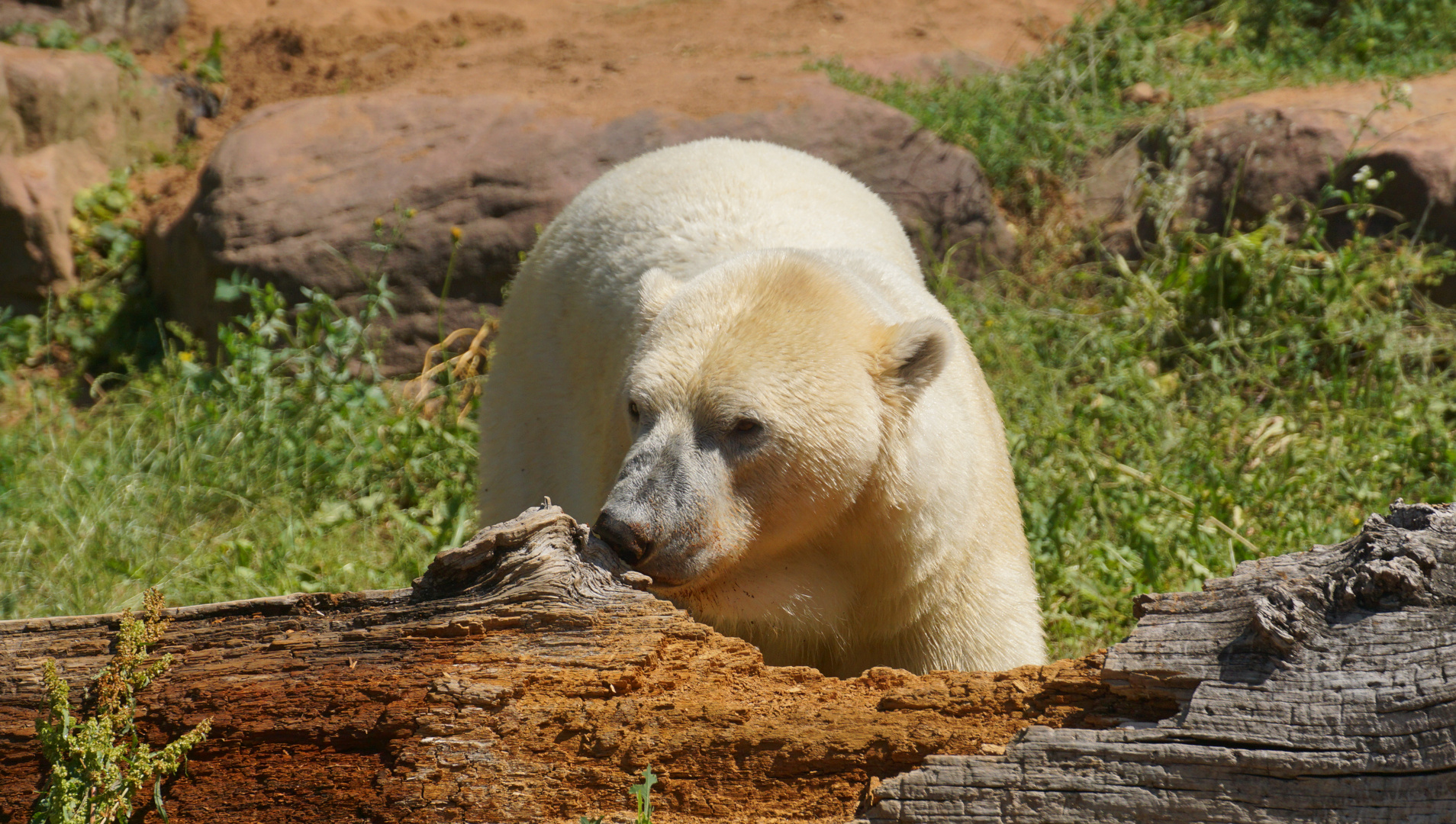 Nanuq