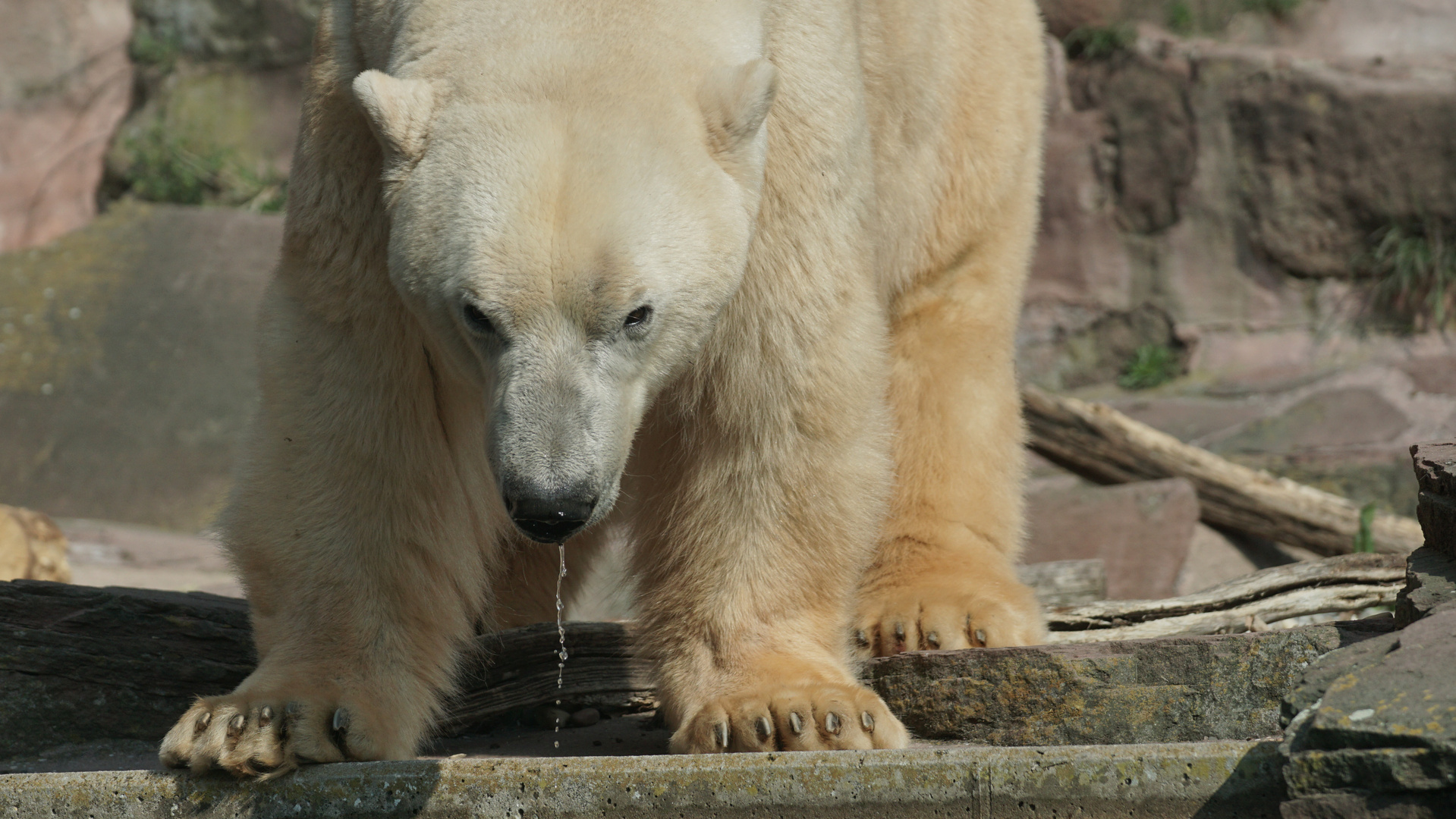 Nanuq