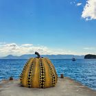 Naoshima -  Yellow pumpkin 