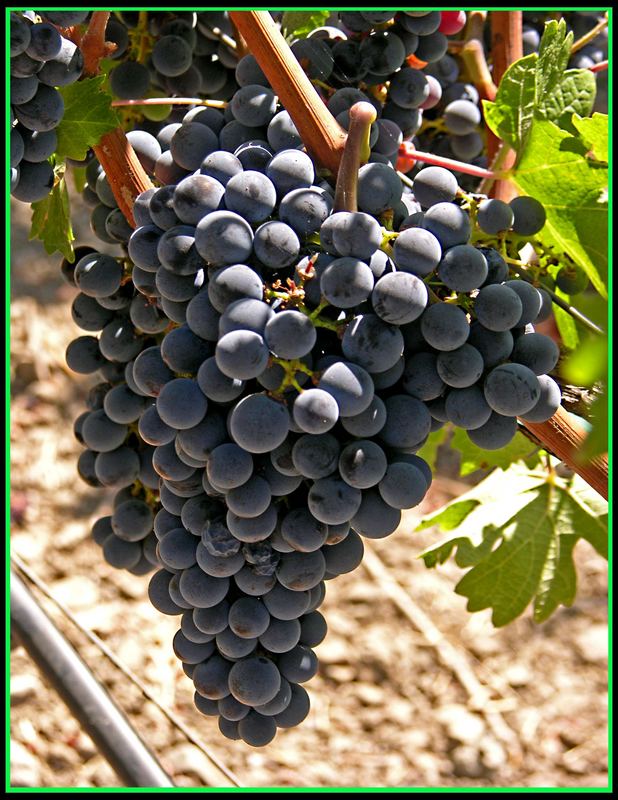 NAPA VALEY GRAPES