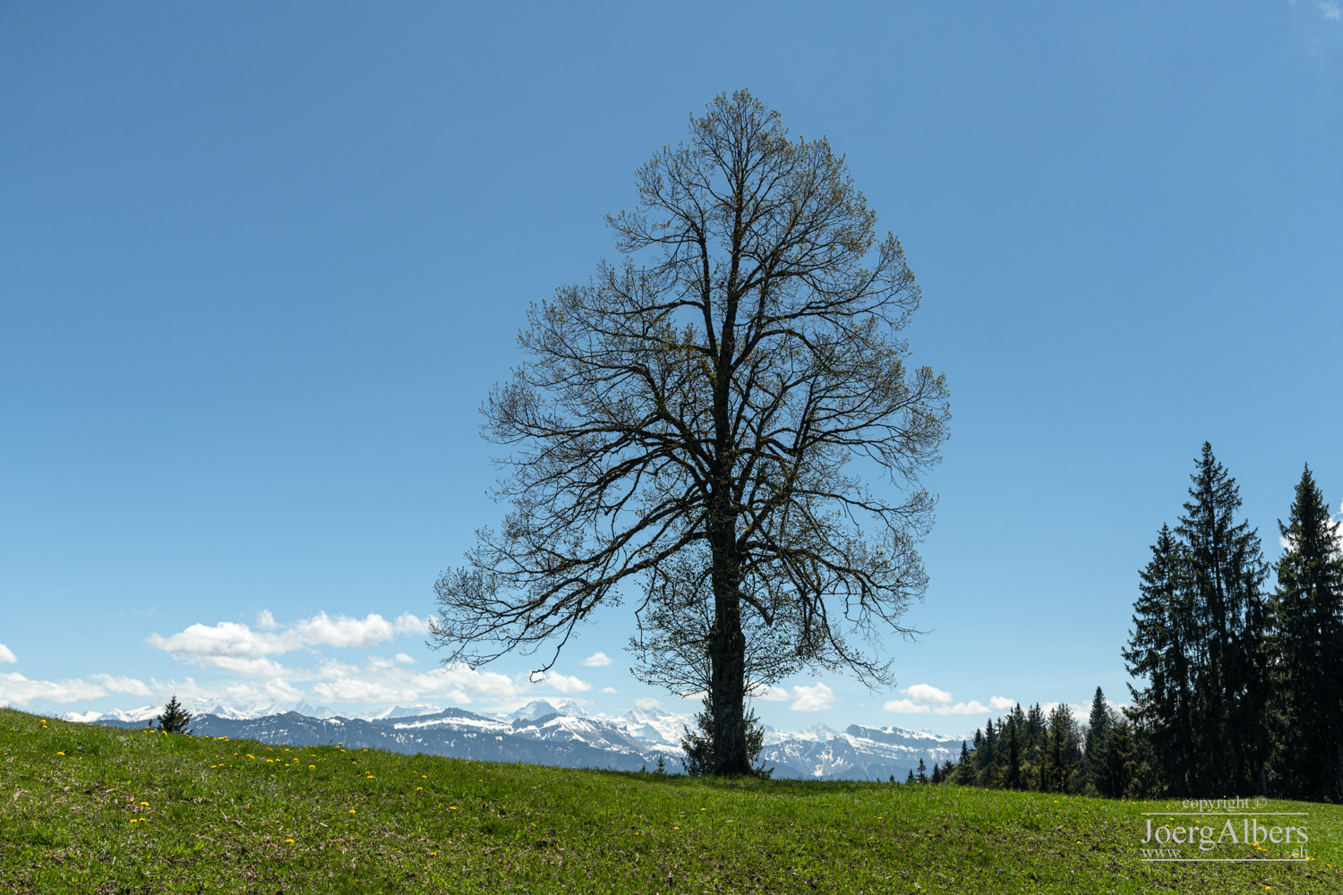 Napf - auf dem Grat bei Grübli: Baum mit Eiger, Mönch und Jungfrau