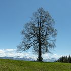 Napf - auf dem Grat bei Grübli: Baum mit Eiger, Mönch und Jungfrau