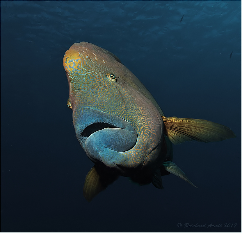 Napi (2) Foto & Bild meer, natur, ozean Bilder auf