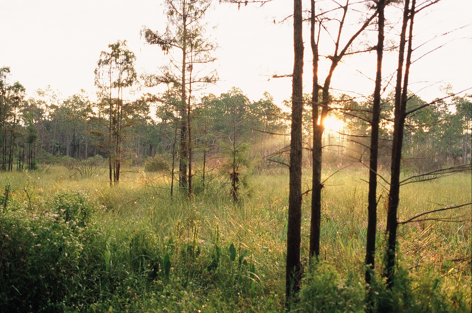 Naples Cork Screw Swamp